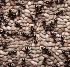 Read more about the article Crush Carpet Ants: The Best Secrets Revealed