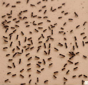 Read more about the article Tiny Ants, Big Problem: How to Get Rid of Tiny Ants